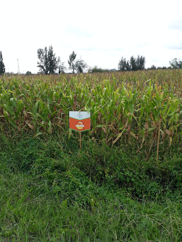 Bayer advertisement near a corn field. Is help from large-scale biochemical companies necessary for improving the yield of corn?