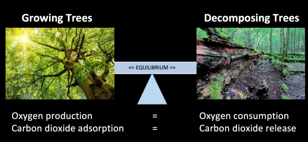 picture showing the equilibrium of CO2 consumption and production of trees