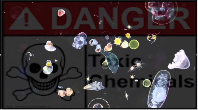 picture showing plankton life with toxic danger in the background