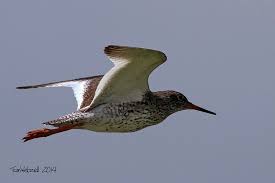 Redshank, Elmely Marshes, Kent