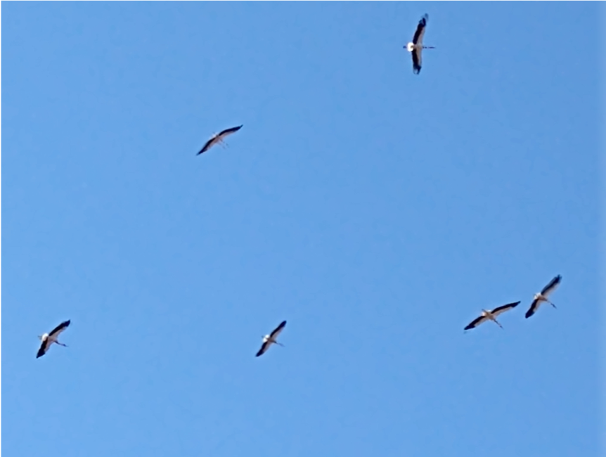 picture showing storks circling in the thermals